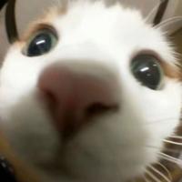 轩逸工作室